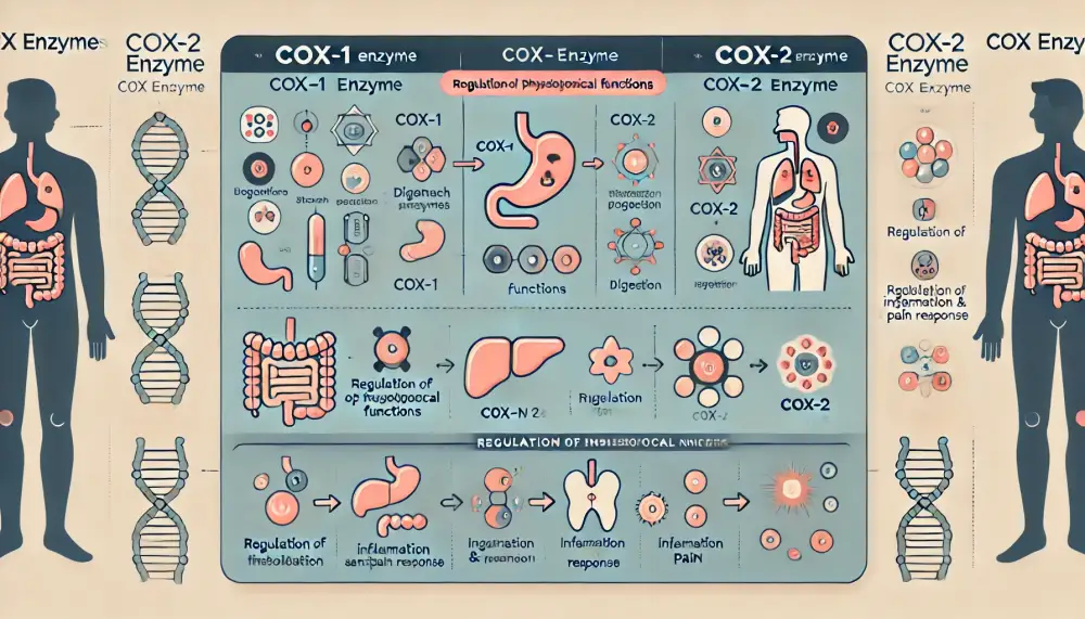 COX 효소의 종류와 기능